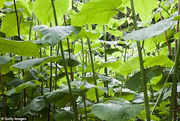 Japanese knotweed can be a costly and destructive force in your garden, but many people struggle to identify this invasive plant.