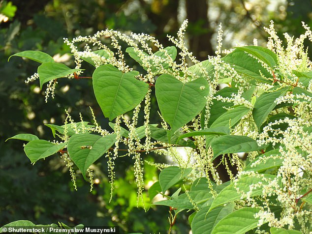 Knotweed leaves (pictured) are spade-shaped and arranged in an alternating zig-zag pattern on the stem.