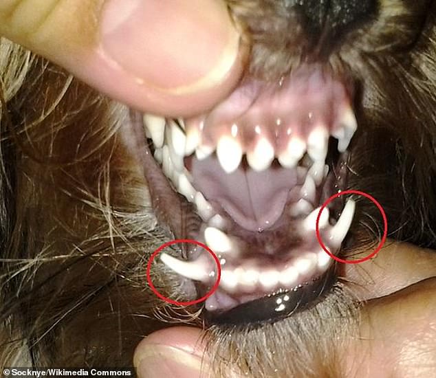 'Shark teeth', officially known as persistent deciduous teeth (PDT), is a disorder in which there are two sets of grinding teeth protruding from a row of gums.  The baby fangs retained by this dog are surrounded in red.  Both lower permanent fangs did not grow just below the baby's fangs.