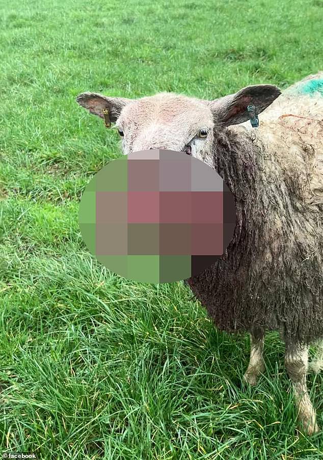Farmer Ali Dawe said the dog attacked three fields and the woolly mammals' faces were mangled when he found them.