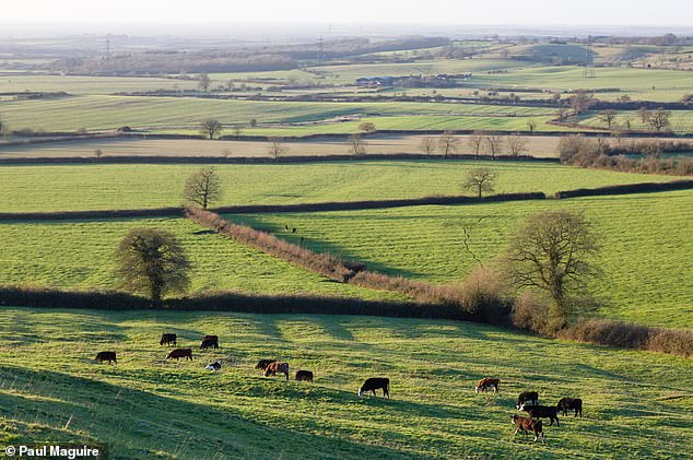 Hedges have been an integral part of our rural landscape since the Bronze Age, traditionally marking boundaries and housing livestock.  Pictured, hedgerows in Aylesbury Vale, Buckinghamshire