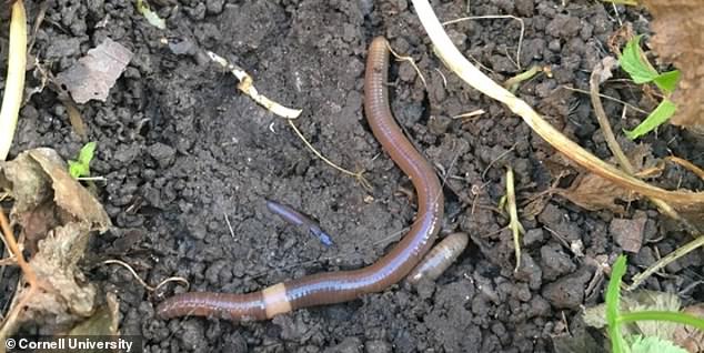 The jumping worm is one of 70 exotic species that could wreak havoc on the North American ecosystem by altering soil nutrients, pH and texture, which can lead to poorer crop quality.