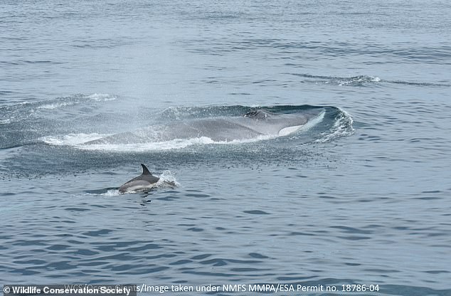 A fin whale and bottlenose dolphin swim in the waters of the New York Bight, the triangular area of ​​ocean that extends east from New York and New Jersey.