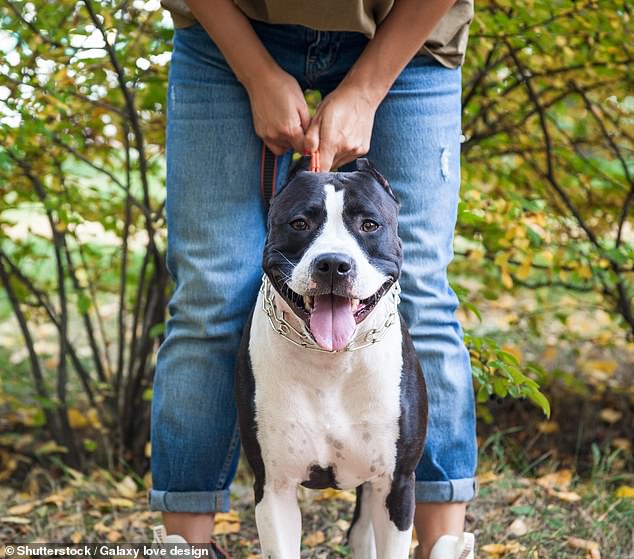 Coroner Carmel Forbes will examine issues including how the breed of dogs is determined and how that influences restrictions on their ownership. Stock images of American Staffordshire terrier