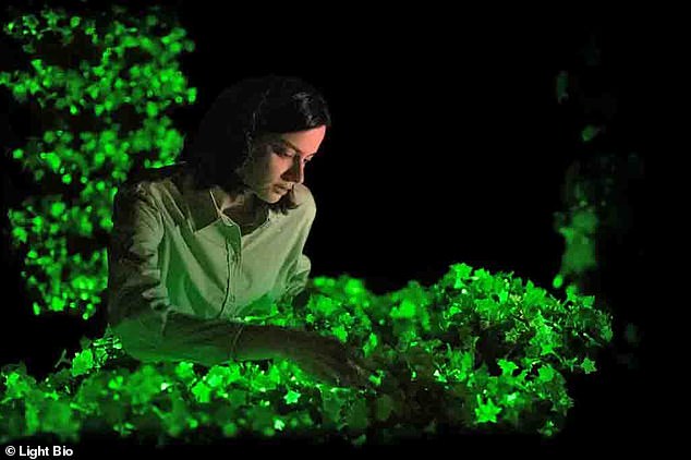 The revolutionary light-emitting plants, called Firefly Petunia, have flowers that appear white during the day, but emit light to glow green in the dark.