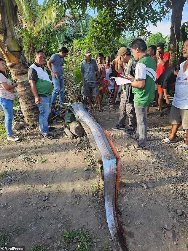 Rare 12.5-foot oarfish discovered bloodied and disfigured off the coast of Leyte province, Philippines