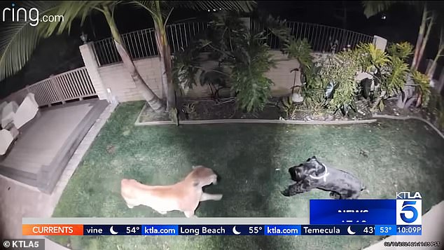 Giant schnauzer named Holly Jolly survives MOUNTAIN LION attack in California backyard