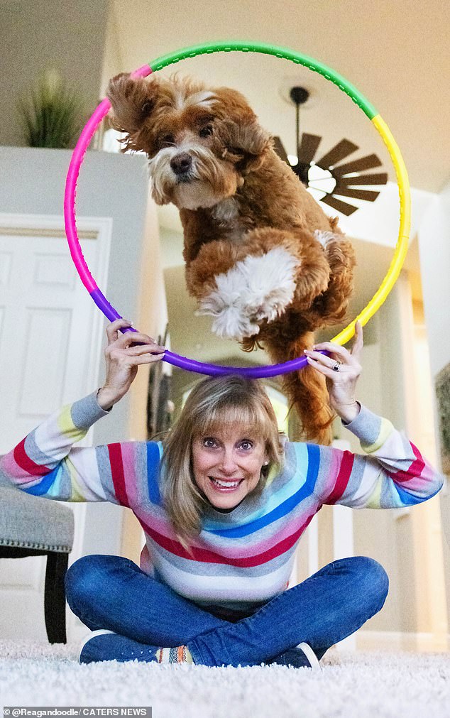 Sandi Swiridoff, 63, from Oregon, USA, has taught her golden labradoodle Reagan 25 new tricks, including jumping through hoops.