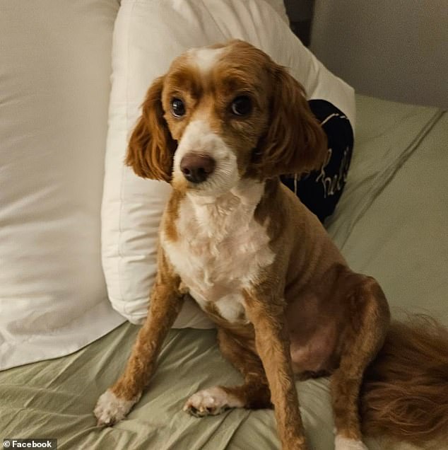 Lola, a beloved Cavoodle belonging to a Gold Coast family, was fatally killed by another dog
