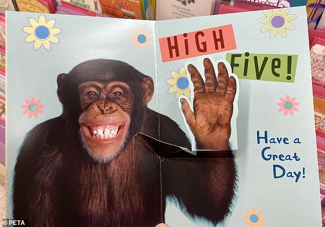 Connor is a chimp who had been one of their star chimps who appeared on several of Hallmark's greeting cards, but has now been abandoned after a lobbying campaign by PETA.