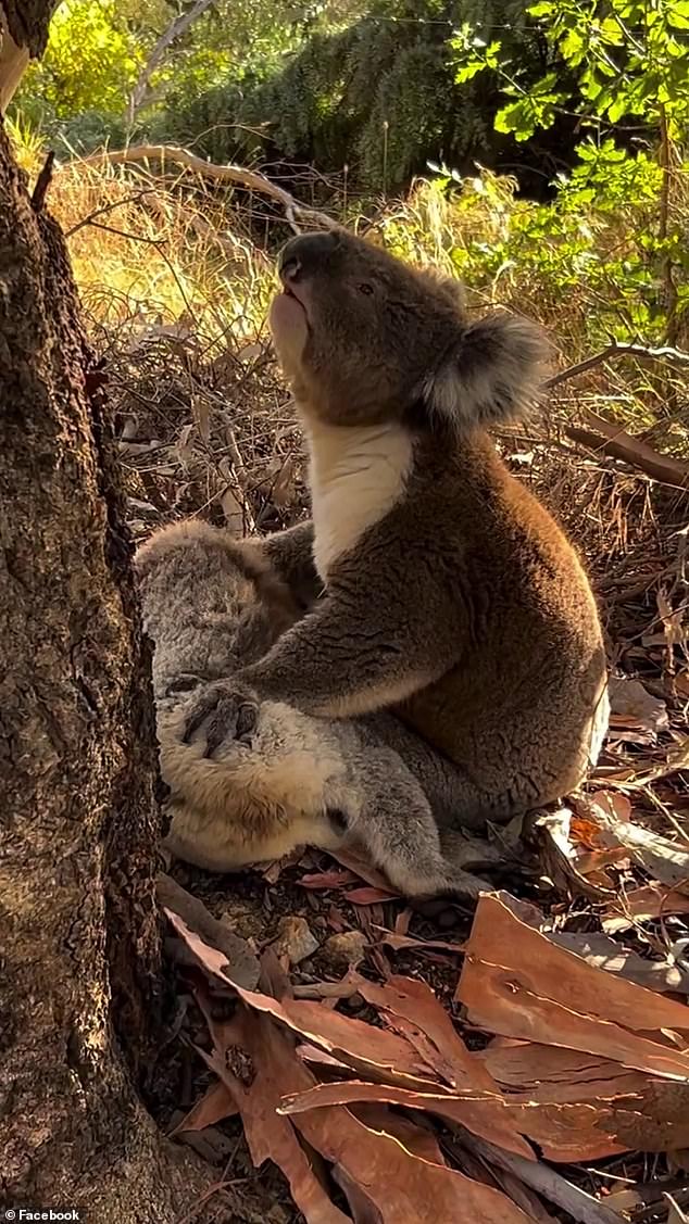 A rescuer from South Australia's Koala Rescue Inc found a male koala curled up over the body of a dead female koala at the base of a tree in the Coromandel Valley, southeast of Adelaide.