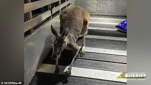 The Hillsborough County Sheriff's Office responded to a 911 call made by a woman who saw the kangaroo hopping around her complex in north Tampa on February 8.