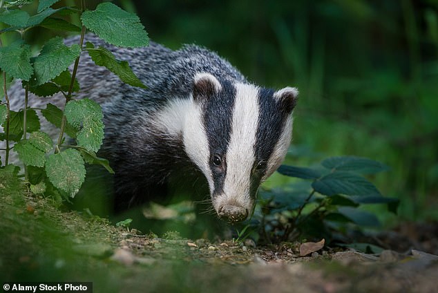 Badgers and their animals are protected under UK wildlife legislation, but culling can be carried out under a special license to reduce the spread of bovine tuberculosis.