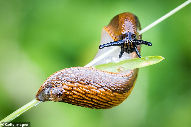 Green fingered garden lovers will be glad to know that there is a low-cost and simple way to deter snails and slugs, who wreak havoc in gardens over the wetter months of spring