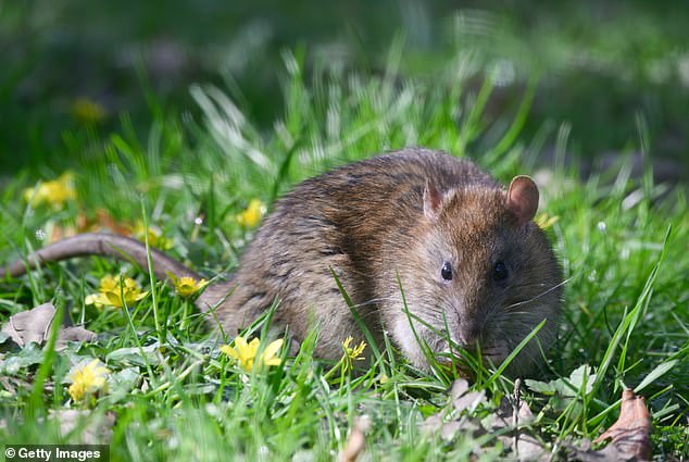 For most people, especially avid gardeners, rats are not only considered vermin but also nightmarish pests when trying to maintain an outdoor space.
