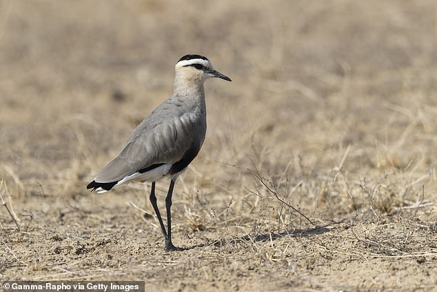 Pictured is social lapwing, an endangered migratory bird that breeds in Kazakhstan and winters in the Middle East, the Indian subcontinent and Sudan.