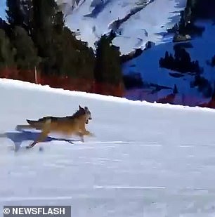 Police are hunting a man who filmed himself laughing as he chased a terrified wolf down a slope where he then crashed into a safety net while trying to flee.