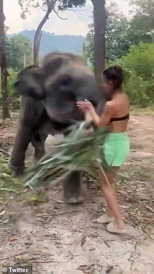 While the elephant is feeding on some fallen branches next to the tourist, it suddenly swings its trunk and pounces on her.