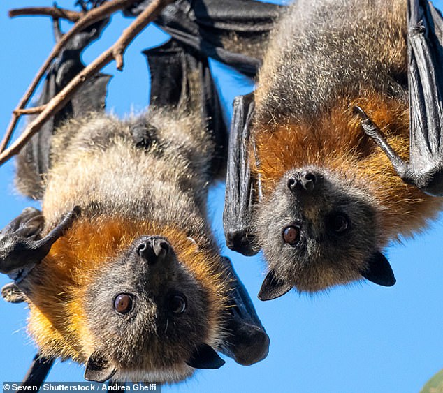 Queensland health authorities are desperately trying to identify four children who may have been infected by a bat (file image pictured) carrying lyssavirus.