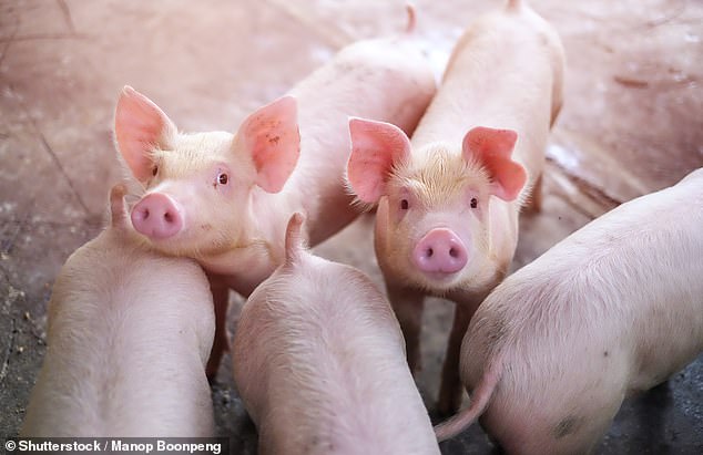 Profits hit: FTSE 250 group Genus sells genetically improved semen and embryos and cattle and pigs to help farmers produce high-quality meat and milk.