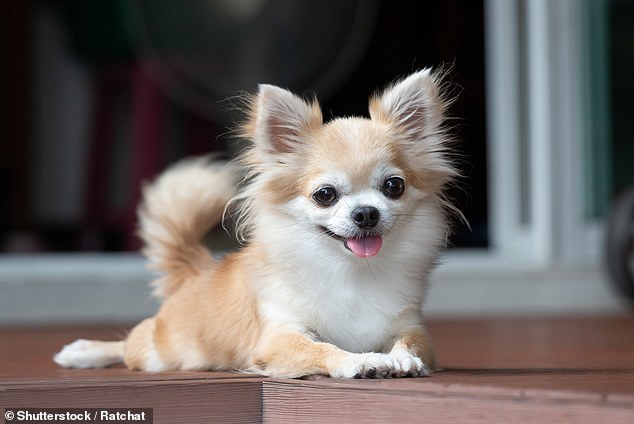 Doctors believe the 71-year-old man, originally from the Canary Islands, may have contracted a rare bug from being licked by his pet Chihuahua.  He spent three weeks in the hospital and was given an oxygen mask to help him breathe.