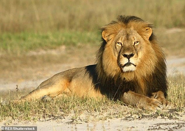 The man jumped into the enclosure and was beaten to death by a lion (File image)