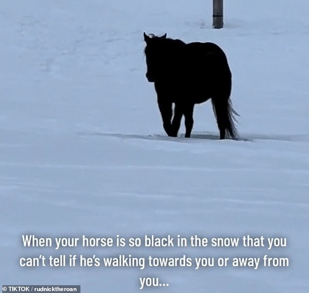 Rudnik, a black horse from Kamloops, British Columbia, surprised the Internet with an innocent walk through the snow.