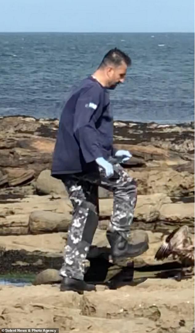 This is the shocking moment a 'rogue' RSPB guard stepped on the tail of a defenseless seabird for up to 'four minutes' before finally killing it with a stone.
