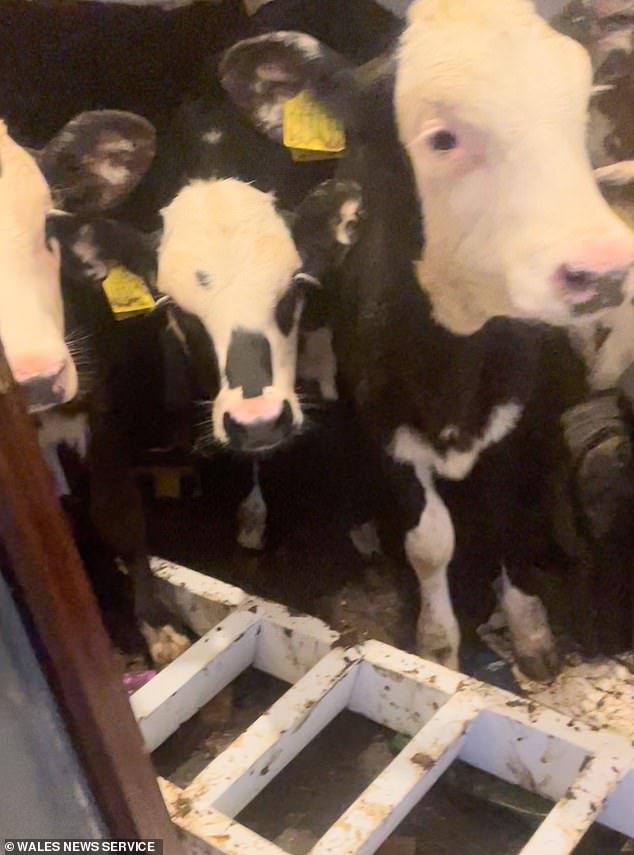 Farmer Michael Andrew, 19, was left baffled by his herd of cows (pictured) after five decided to come in from the cold and cause chaos in his living room.