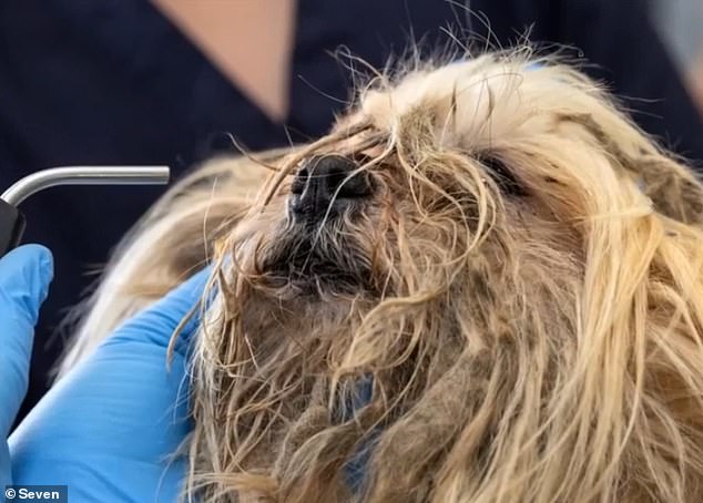 Many of the dogs found in the 'house of horrors' were unwell (pictured) and had common dental problems and ear infections.  Many dogs had to undergo surgery and some required amputations.