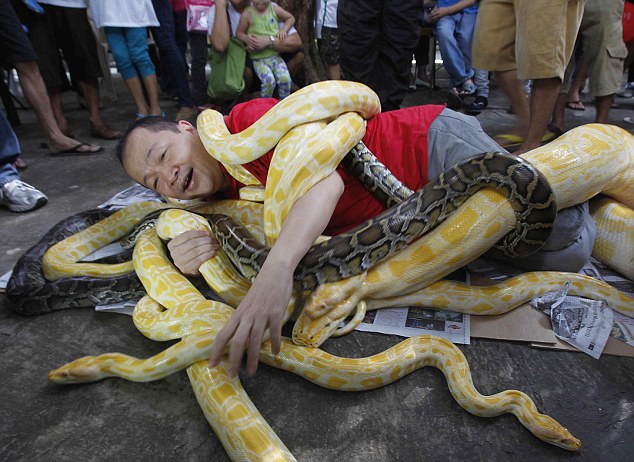 Fun with knots: Filipino reveler flirts with danger while playing with Burmese pythons
