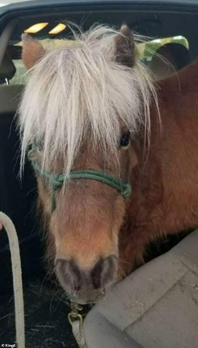 A miniature horse was shot in Washington, the second reported to police in ten weeks.