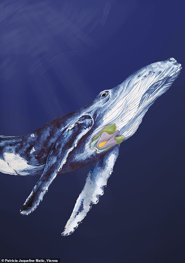 This painting of a humpback whale indicates the cartilages of the animal's pharynx, part of the structures that produce sound.