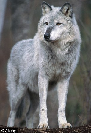Repopulation: wolves were reintroduced to Tuscany from the Abruzzo mountains in the 1990s, thanks to EU funding