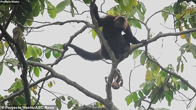 Conservationists have released the first video of a critically endangered baby spider monkey being born in the wild, a brown-headed boy they named Anku.  They said Anku dangled 50 feet above the ground during the first exciting moments of his life, just by his umbilical cord.