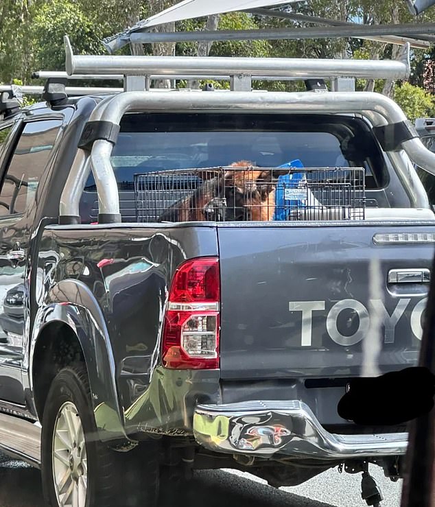 A woman leaving a busy Noosa Village shopping center was horrified to find a panting German shepherd caged in the back of a Toyota ute.