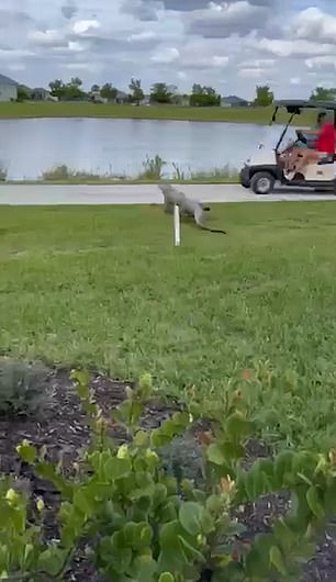 The alligator can be seen brazenly running towards the car.