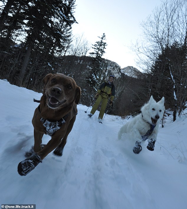 Marie took her dog Rubia on her trips. Rubia and Red are pictured prancing through the snowy forests of Trnovo, Bosnia.