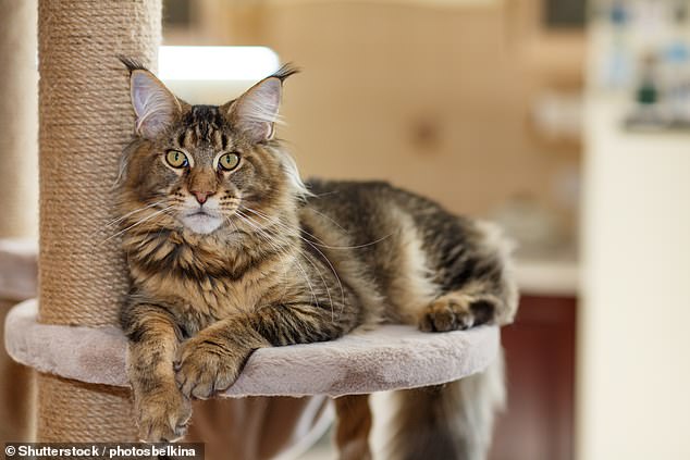Several designer cats have also gained popularity in recent years, including Persians, Scottish Folds, and Maine Coons (pictured).