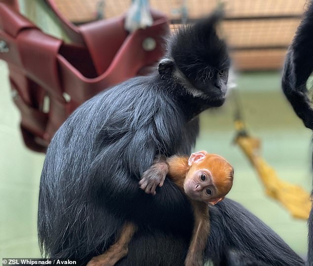 Orange is the new black Adorable monkey with bright ginger