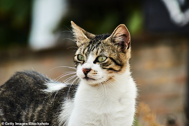 The unidentified resident is believed to have contracted the plague from his symptomatic cat, health officials said Wednesday.
