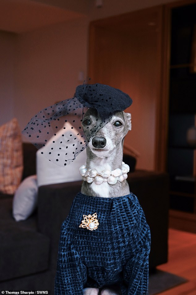 Meet Tika, the 12-year-old Italian greyhound who likes to dress up in elegant clothes and attend exclusive fashion events around the world.