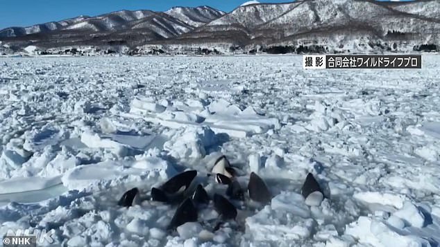 A pod of a dozen orcas was seen trapped in the ice in northern Japan.  Drone footage captured the struggling orcas trying to free themselves from the large chunks of ice off the coast of Rausu.