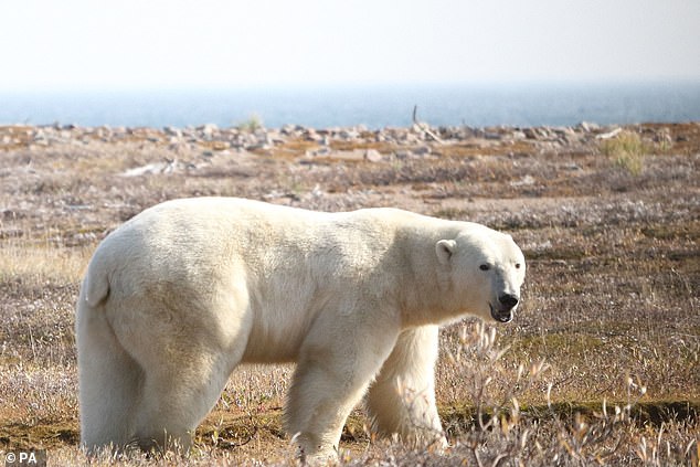 For three summer weeks, 20 polar bears closely observed by scientists tested different ways to maintain energy reserves, including resting, scavenging and foraging.