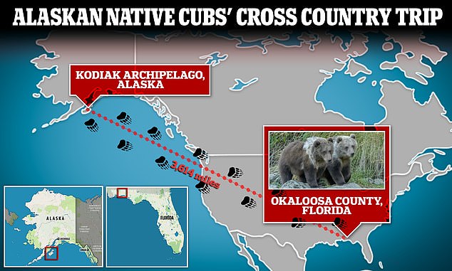 A pair of Alaska Native cubs were found wandering down a back road in Florida, sparking an investigation into why the animals were more than 3,600 miles from home.