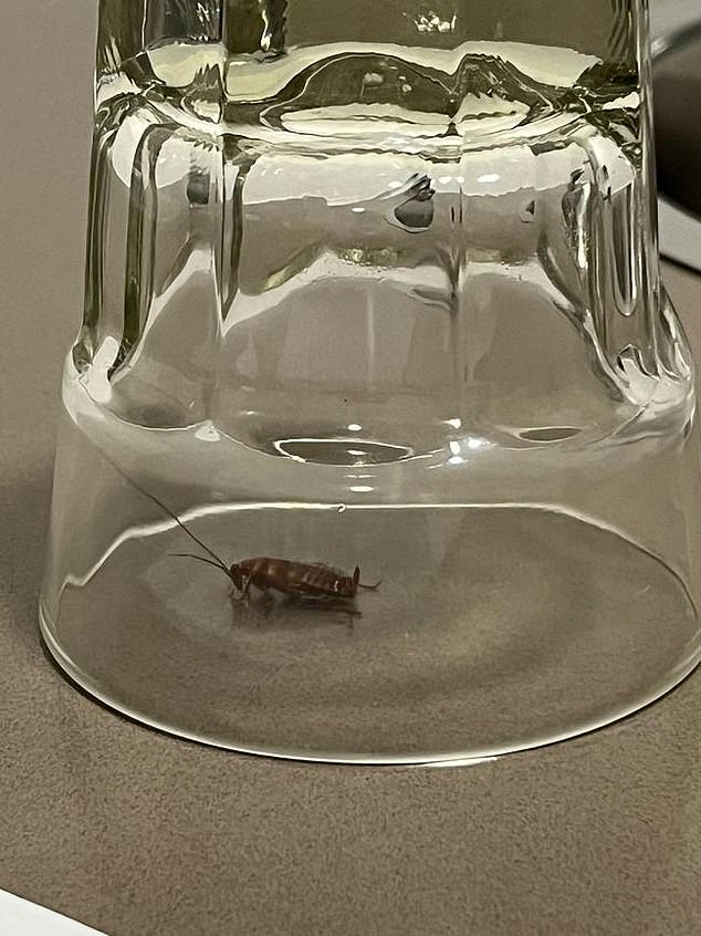 The couple managed to capture some of the cockroaches in a glass.
