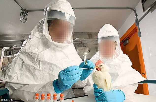 The photo of the animal experimenters is from inside the USDA lab that is working with Chinese government scientists on bird flu gain-of-function research.