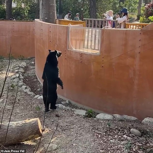 Return of the ‘human bears’! Zoo in Taiwan denies its prized black bears are ‘staff in costumes’ after similar suspicions were raised about animals at Chinese wildlife park