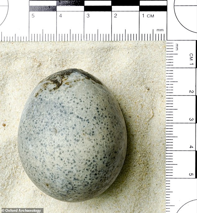 An egg found in Buckinghamshire dating back to Roman times still has its liquid inside intact, new analysis shows
