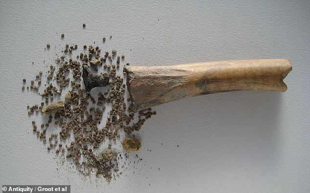 Archaeologists have discovered hundreds of black henbane seeds in a hollow bone
